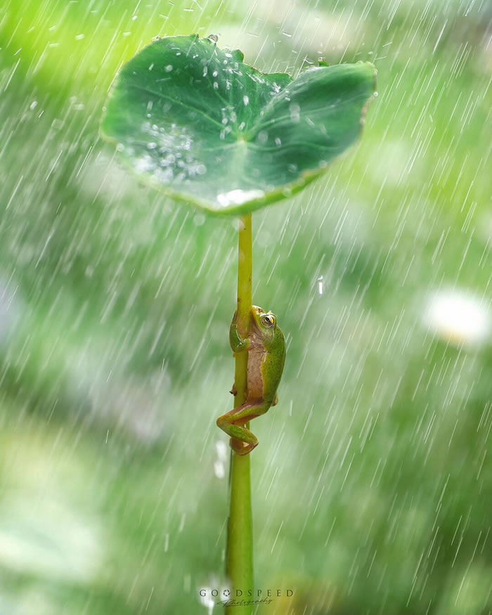 Macro Photography Of Insects And Flowers by Aki