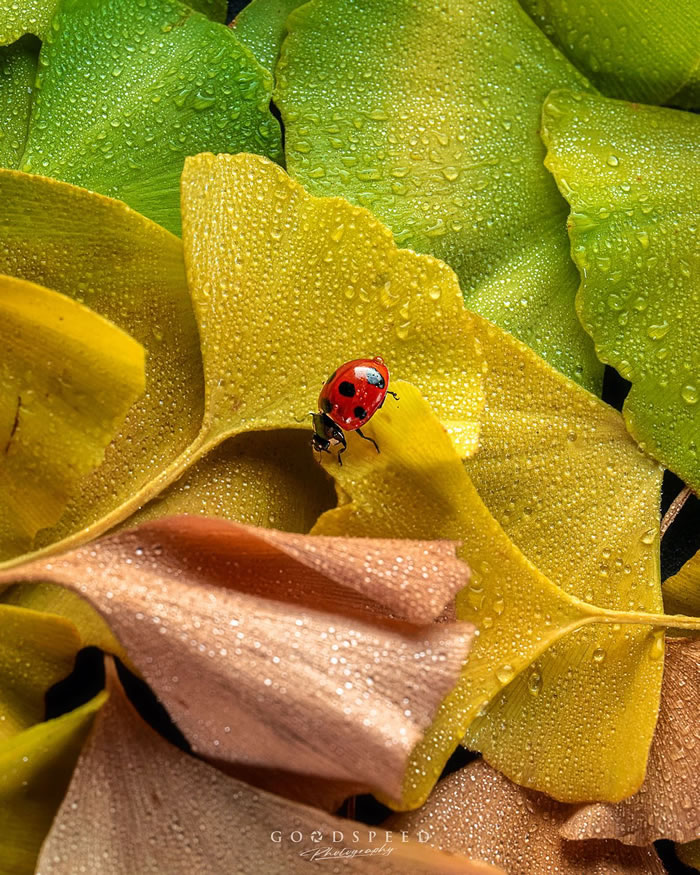 Macro Photography Of Insects And Flowers by Aki