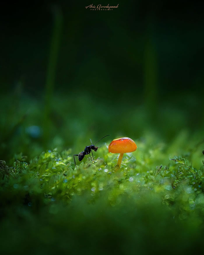 Macro Photography Of Insects And Flowers by Aki