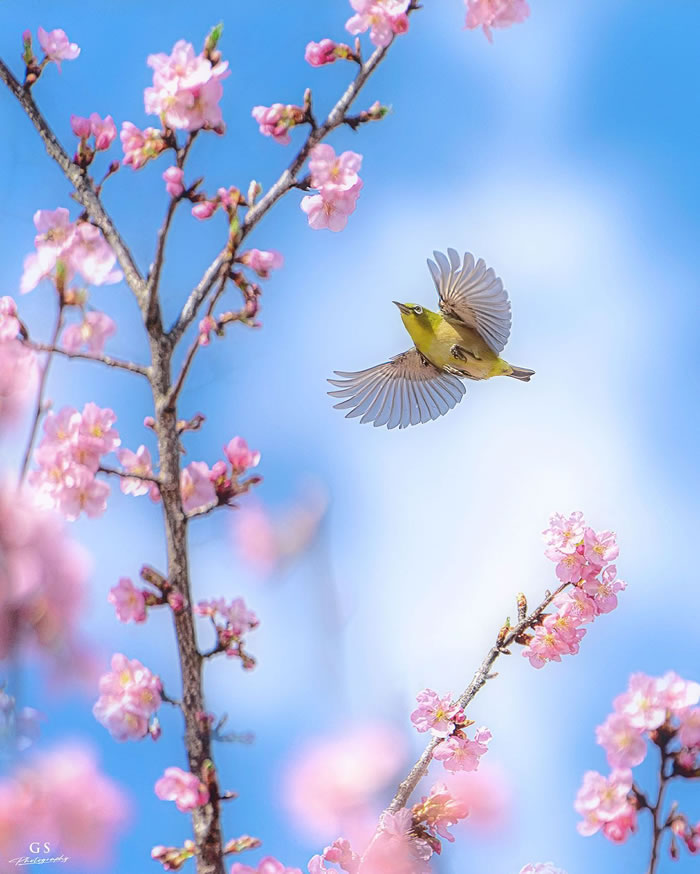 Macro Photography Of Insects And Flowers by Aki