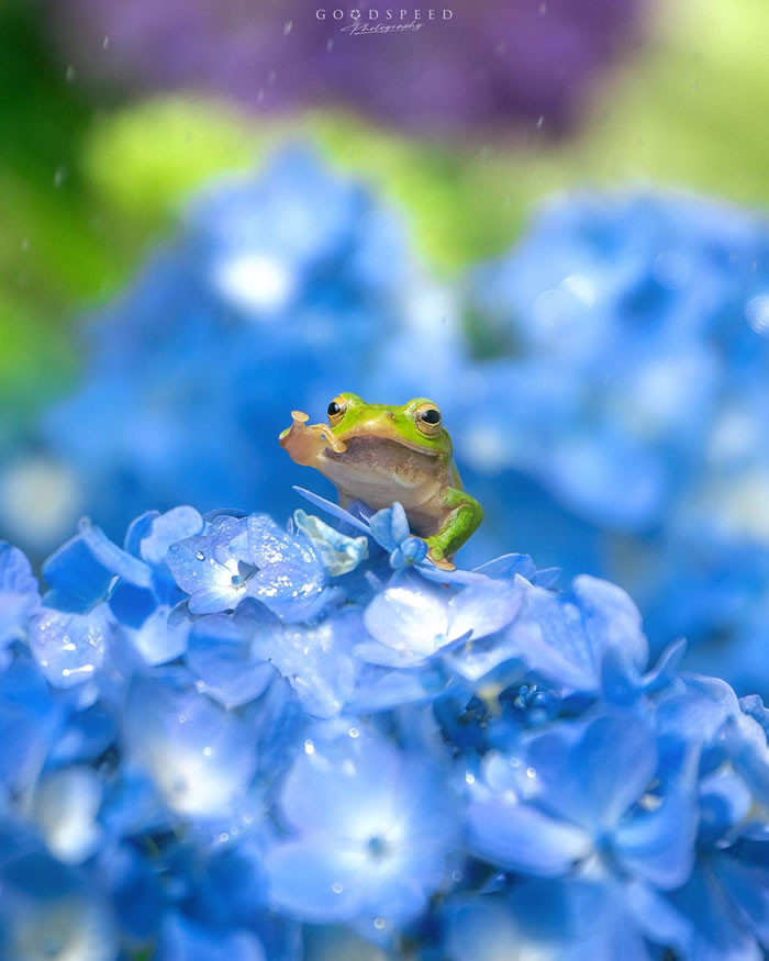 Macro Photography Of Insects And Flowers by Aki