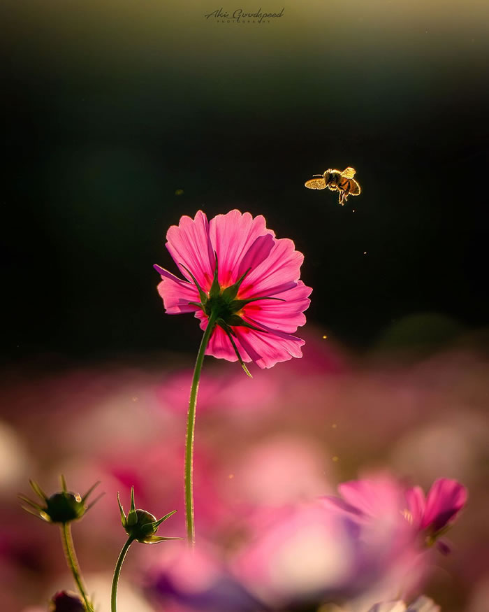 Macro Photography Of Insects And Flowers by Aki