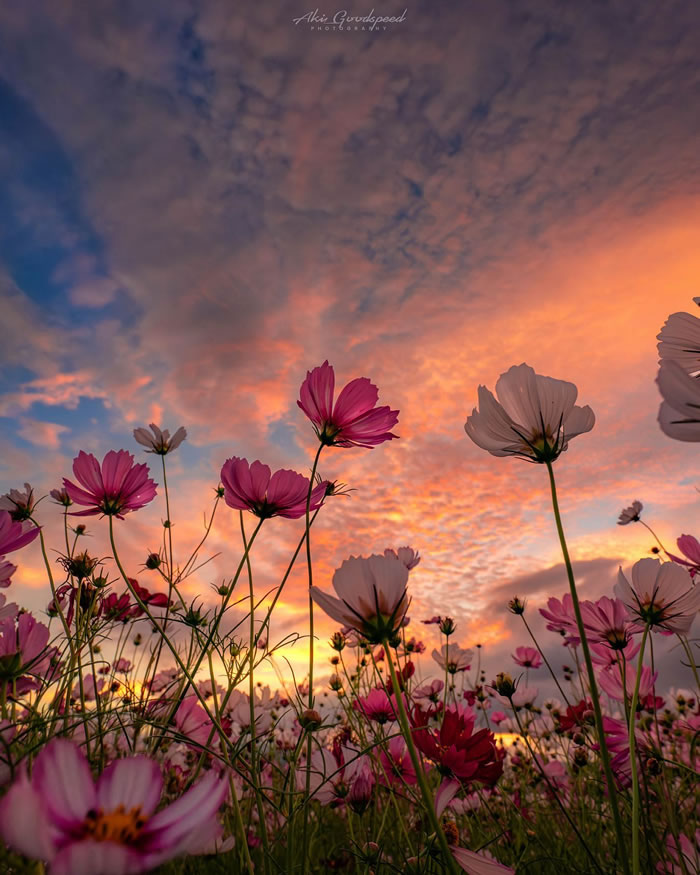 Macro Photography Of Insects And Flowers by Aki