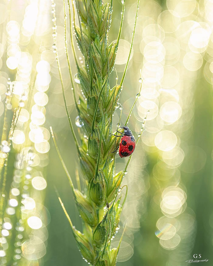 Macro Photography Of Insects And Flowers by Aki