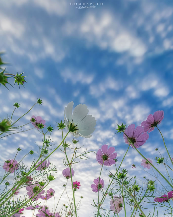 Macro Photography Of Insects And Flowers by Aki