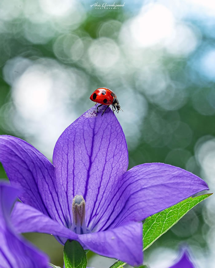 Macro Photography Of Insects And Flowers by Aki