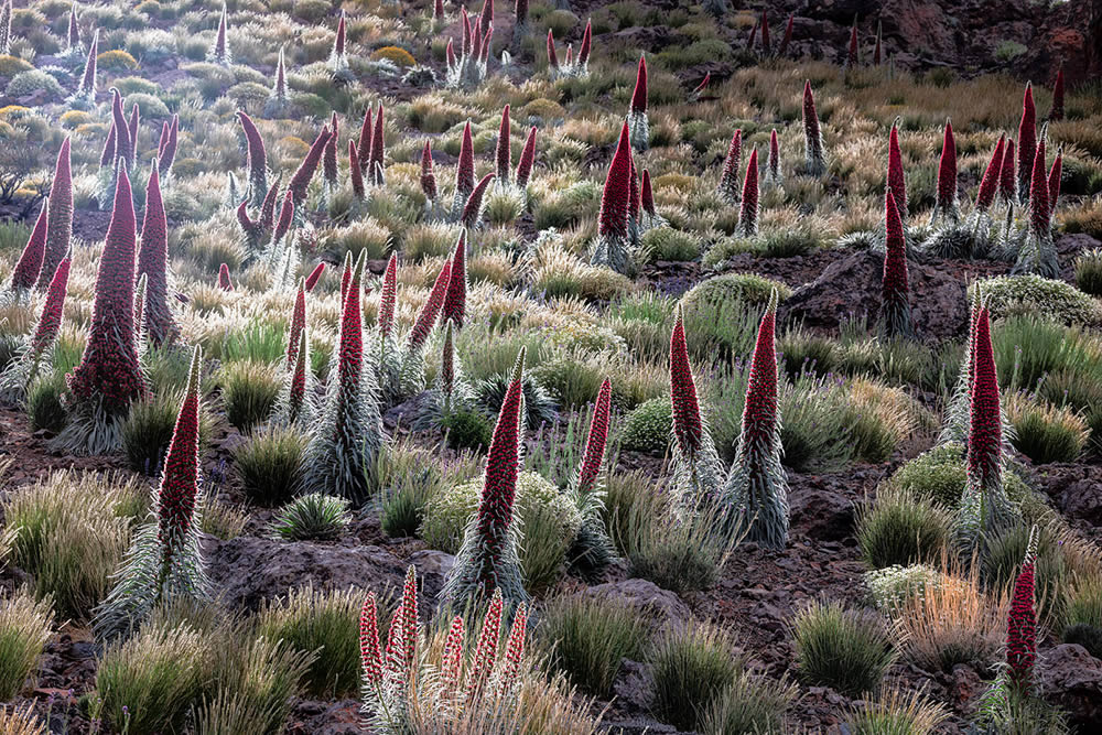 Nature Fine Art Photography Awards