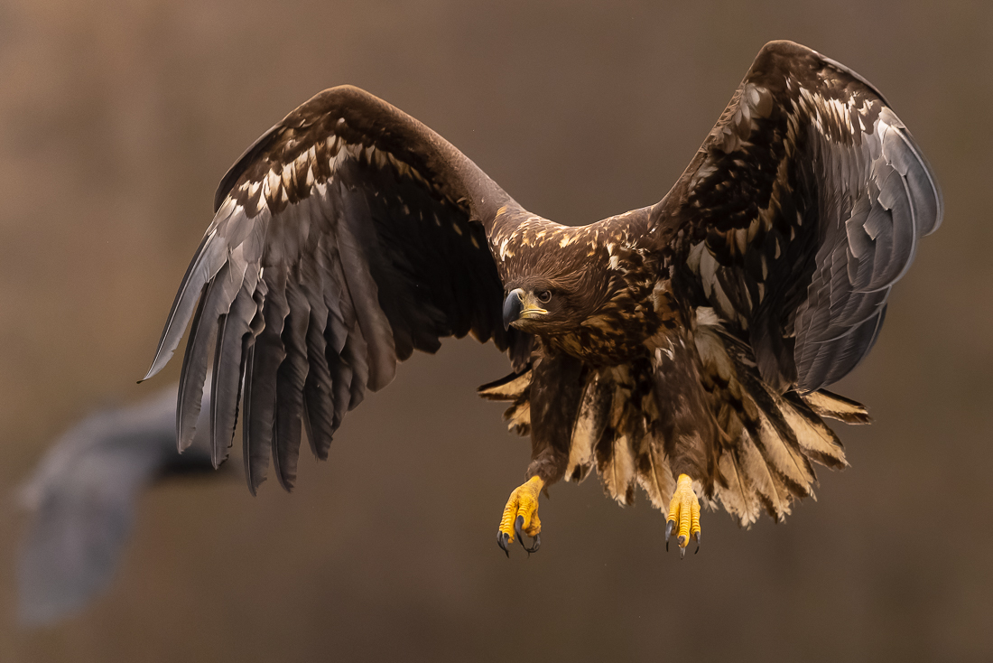 Nature Fine Art Photography Awards