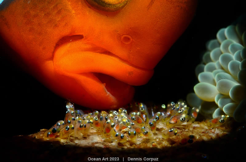 Ocean Art Photography Contest Winners