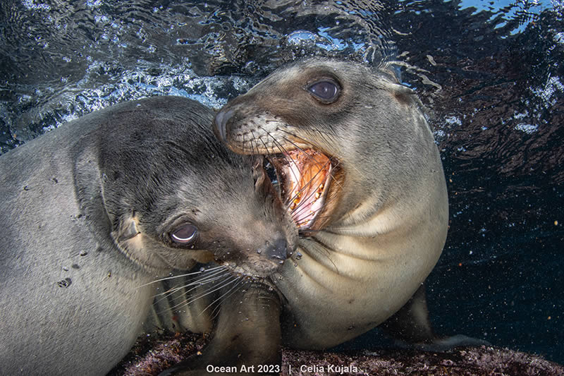 Ocean Art Photography Contest Winners