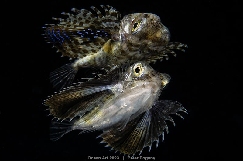 Ocean Art Photography Contest Winners