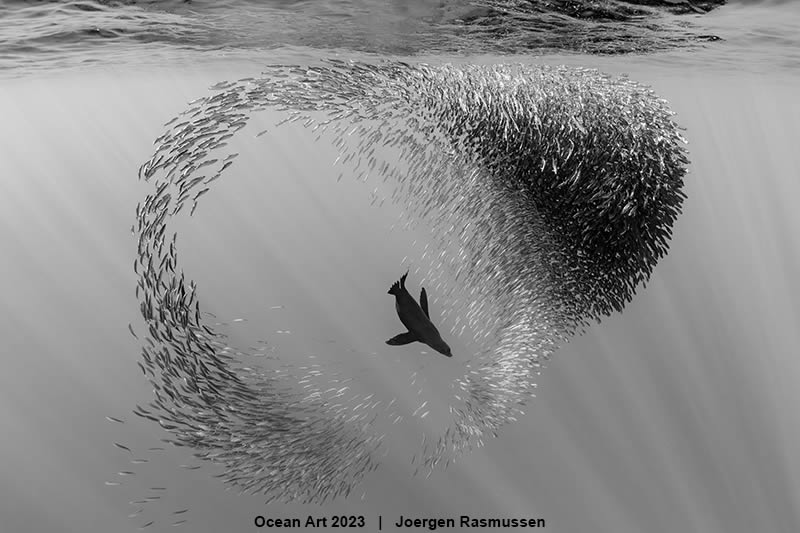 Ocean Art Photography Contest Winners