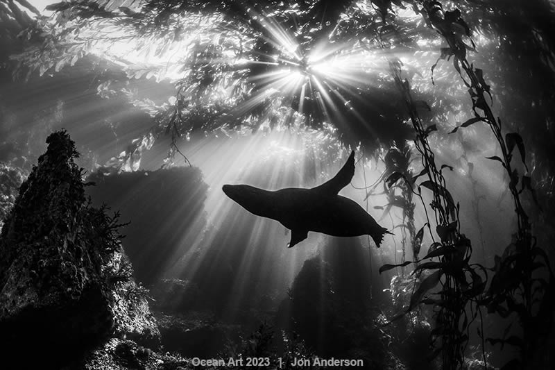 Ocean Art Photography Contest Winners