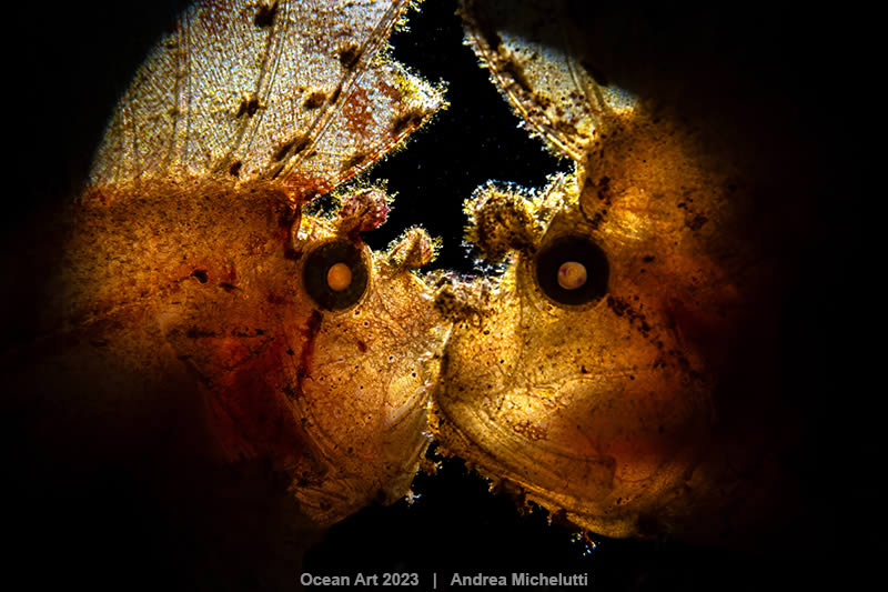 Ocean Art Photography Contest Winners