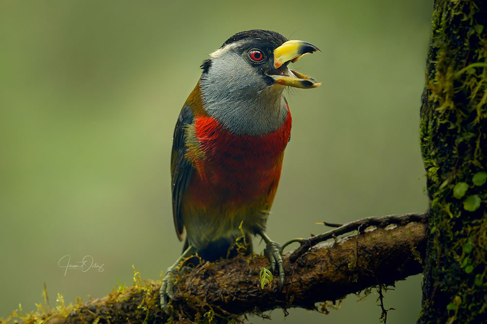 Beautiful Bird Photography By Juan Gabriel Ortiz