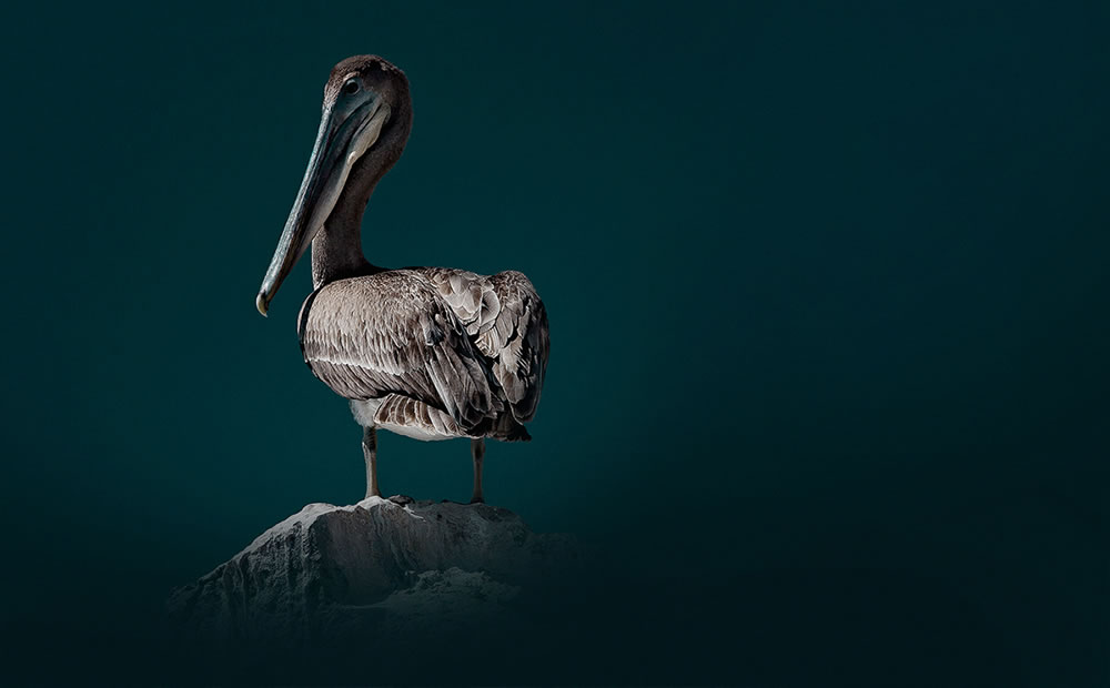 Beautiful Bird Photography By Juan Gabriel Ortiz