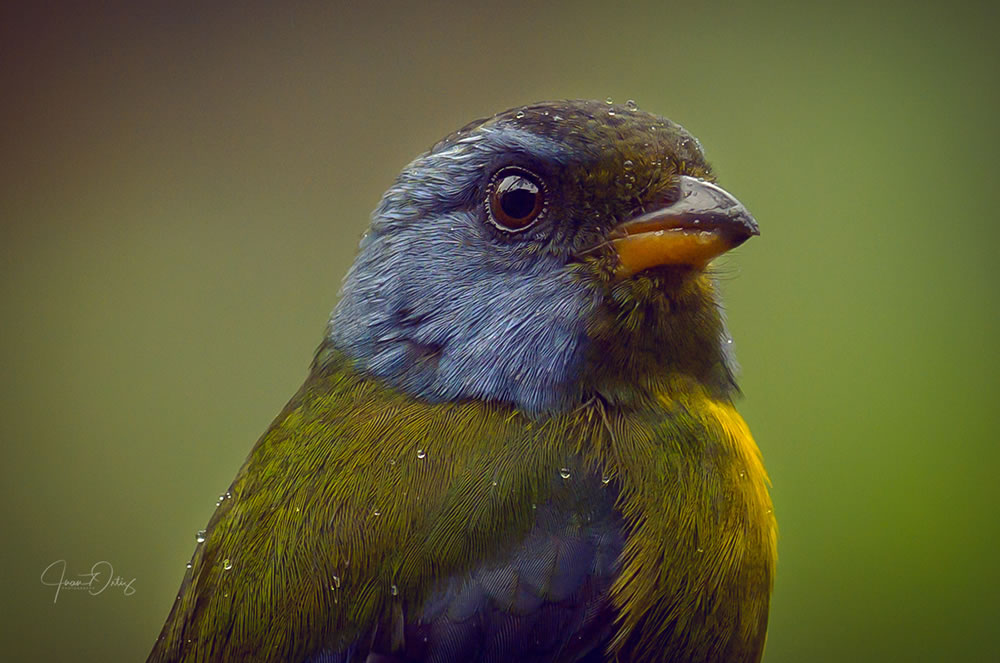 Beautiful Bird Photography By Juan Gabriel Ortiz