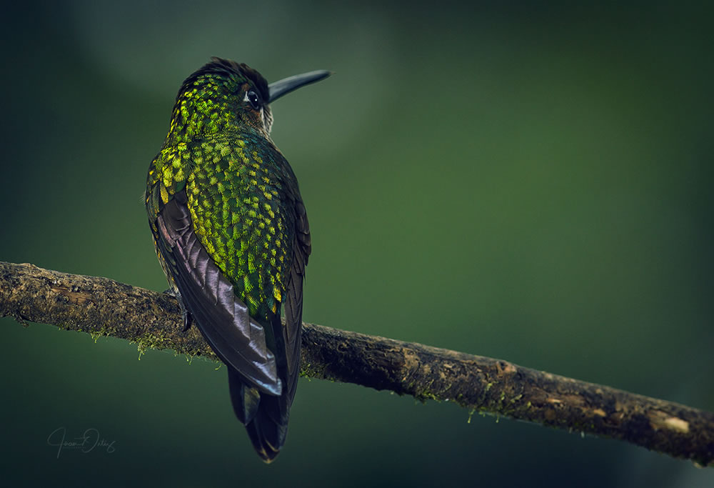 Beautiful Bird Photography By Juan Gabriel Ortiz