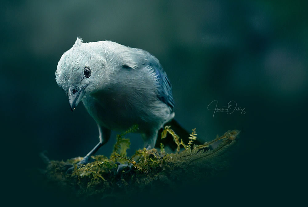 Beautiful Bird Photography By Juan Gabriel Ortiz