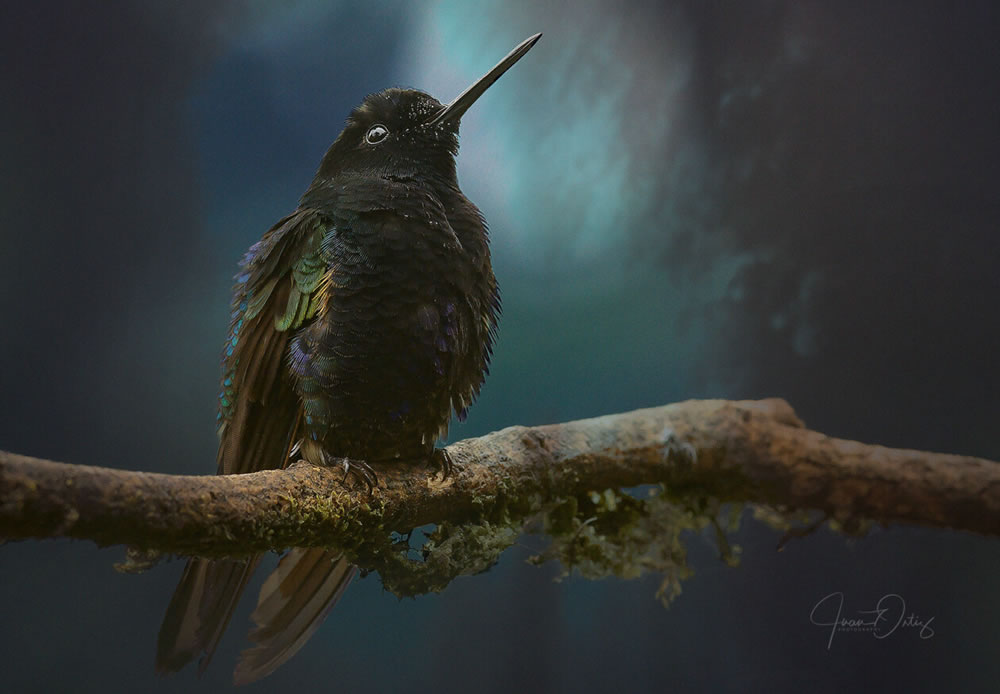 Beautiful Bird Photography By Juan Gabriel Ortiz