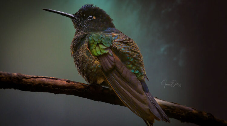 Beautiful Bird Photography By Juan Gabriel Ortiz