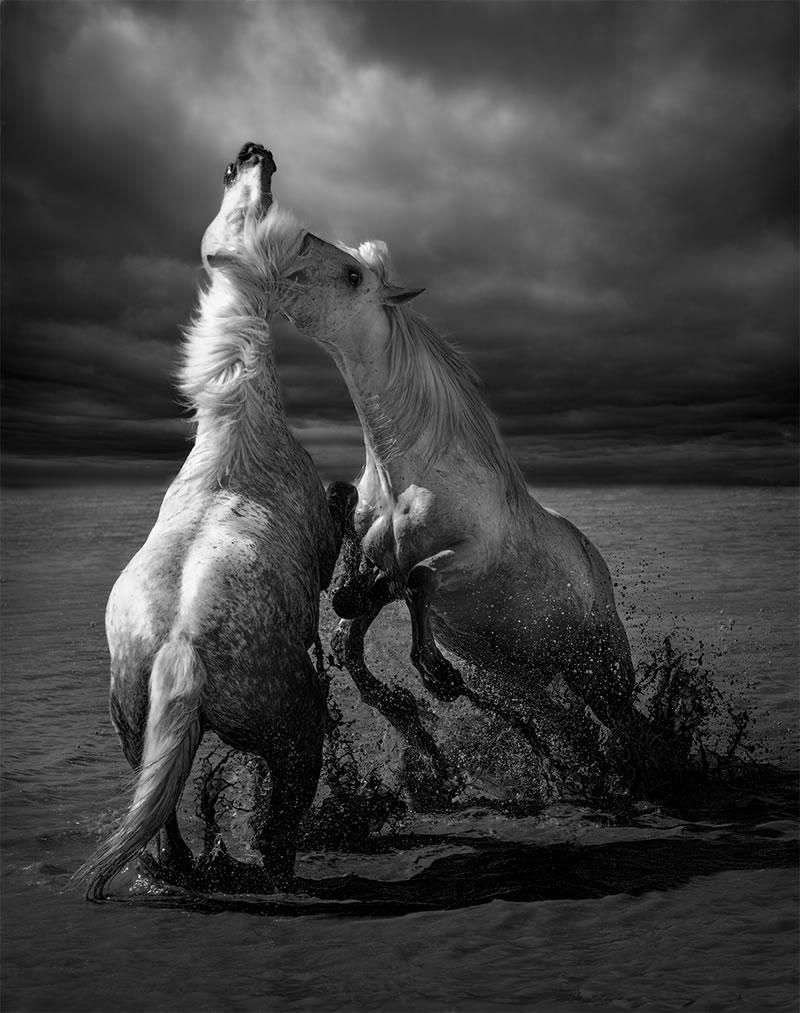 reFocus Wildlife Black & White Photography Awards