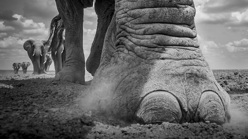 reFocus Wildlife Black & White Photography Awards