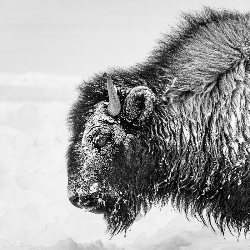 reFocus Wildlife Black & White Photography Awards