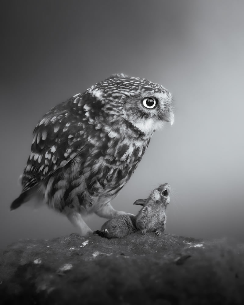 reFocus Wildlife Black & White Photography Awards