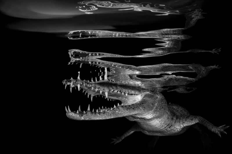 reFocus Wildlife Black & White Photography Awards