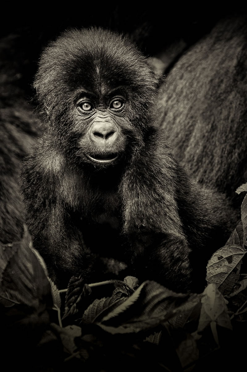 reFocus Wildlife Black & White Photography Awards