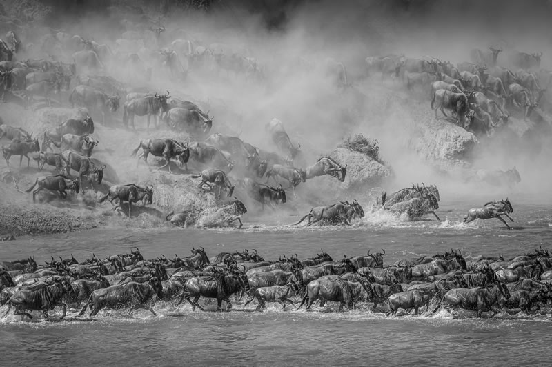 reFocus Wildlife Black & White Photography Awards