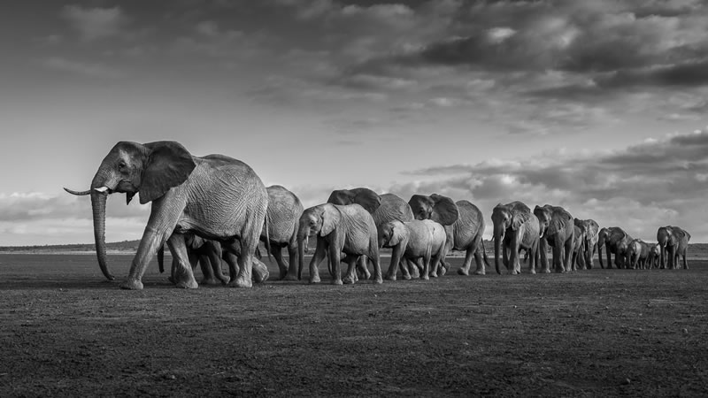 reFocus Wildlife Black & White Photography Awards