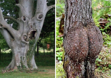 Tree Photos With Surprising Resemblances