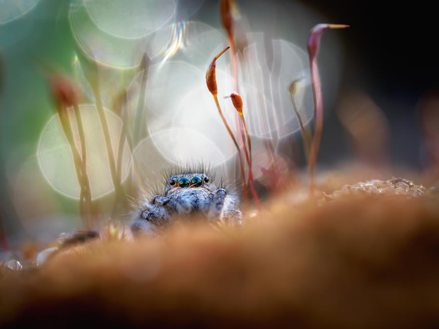 The Nature Photography Contest Winners