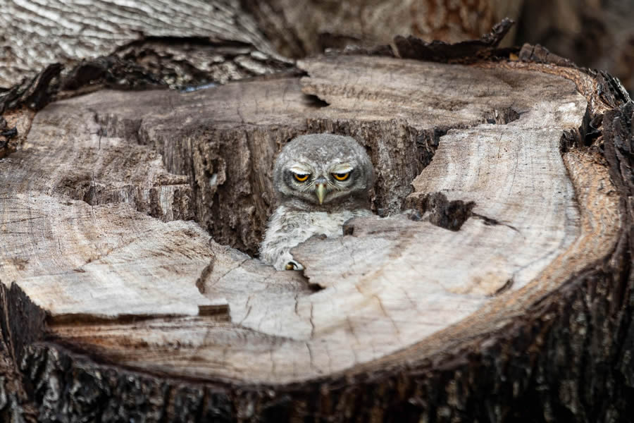 The Nature Photography Contest Winners