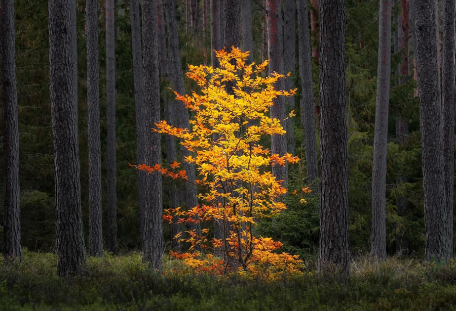 The Nature Photography Contest Winners