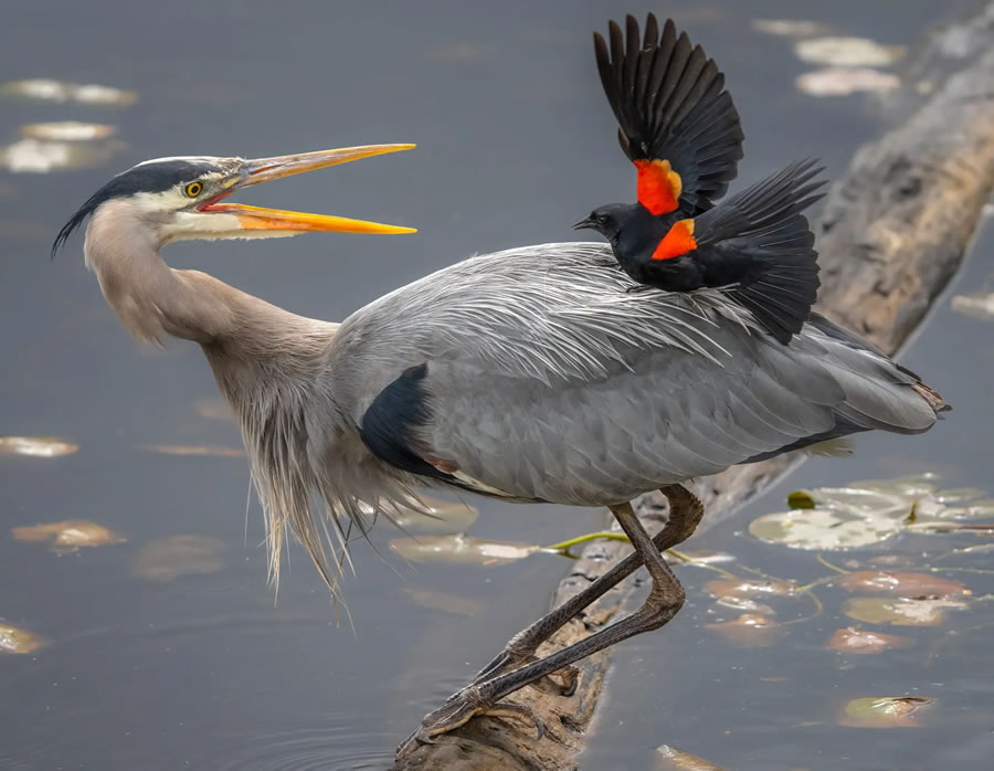 The Nature Photography Contest Winners