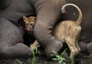 Travel Photographer Of The Year Awards