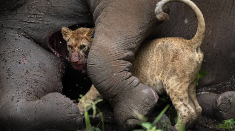 Travel Photographer Of The Year Awards