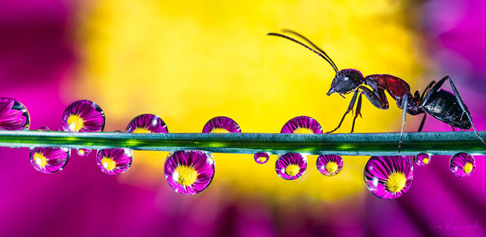 Water Droplet Photos By Don Komarechka