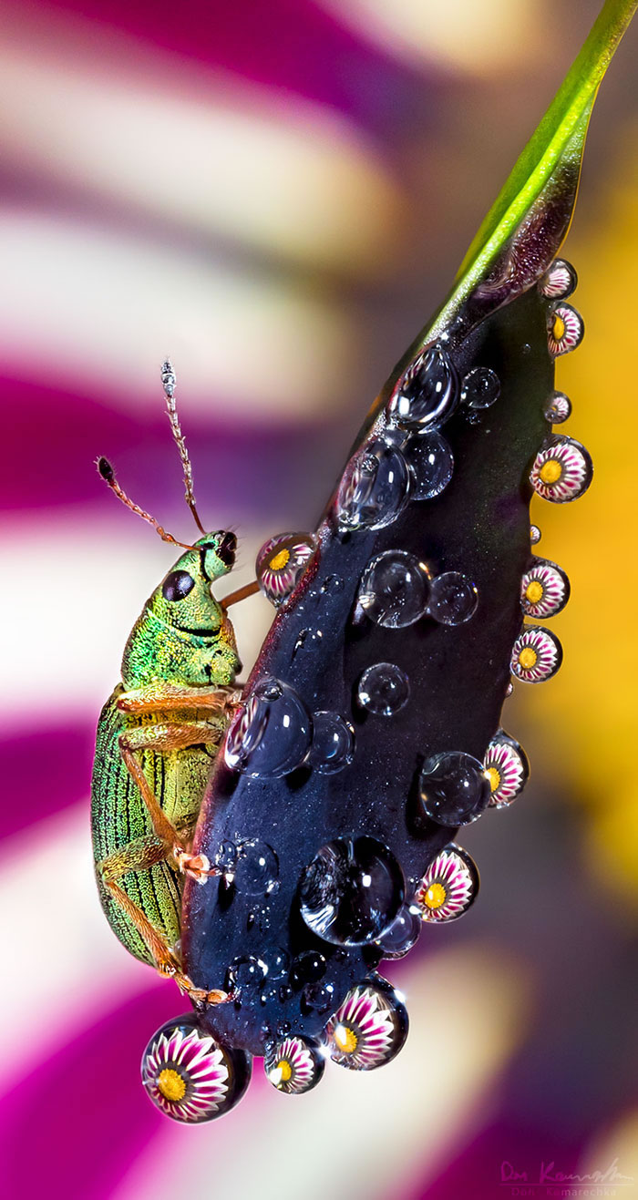 Water Droplet Photos By Don Komarechka