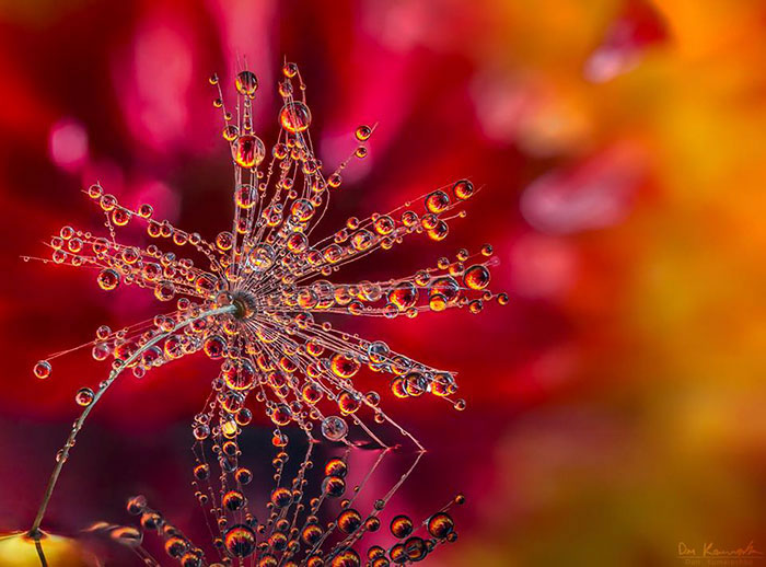 Water Droplet Photos By Don Komarechka