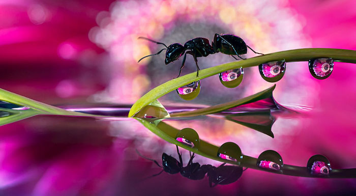 Water Droplet Photos By Don Komarechka