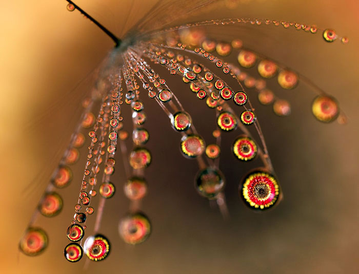 Water Droplet Photos By Don Komarechka