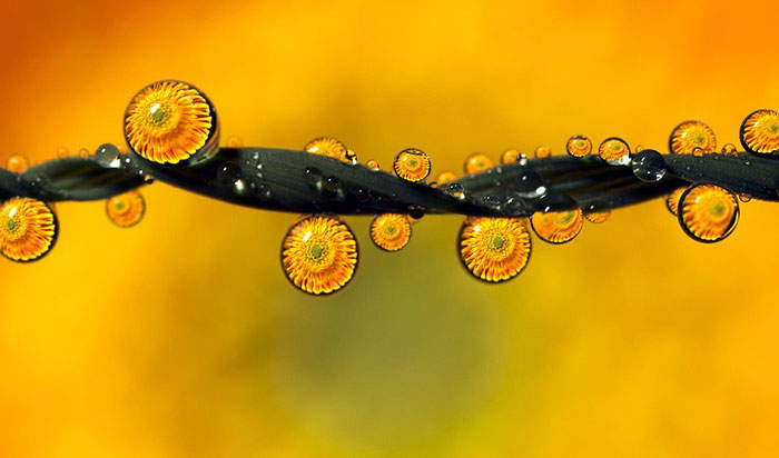 Water Droplet Photos By Don Komarechka