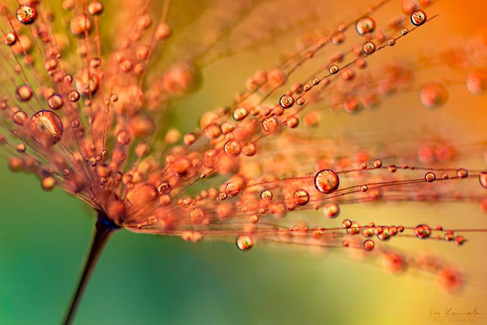 Water Droplet Photos By Don Komarechka