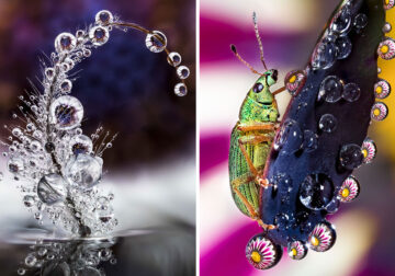 Water Droplet Photos By Don Komarechka