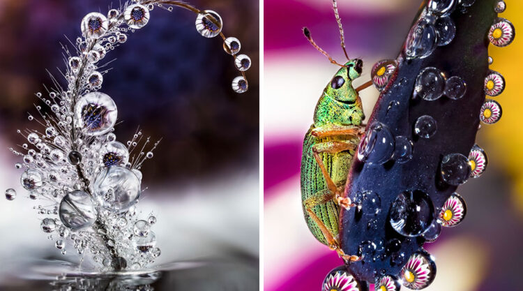 Water Droplet Photos By Don Komarechka