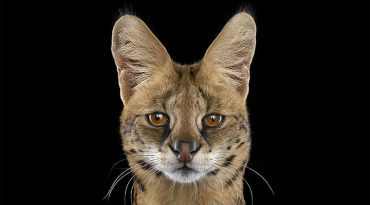 Breathtaking Studio Portraits Of Animals